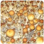 Псилоцибиновые (галлюциногенные)  грибы Psilocybin "Golden Teacher" в Семилуках